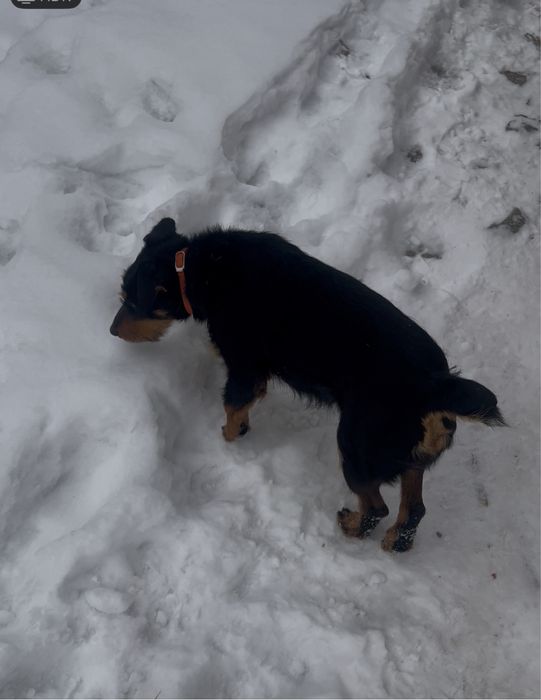 Ягтерьер ургашы 12 ай