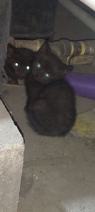 Отдам котят в добрые руки