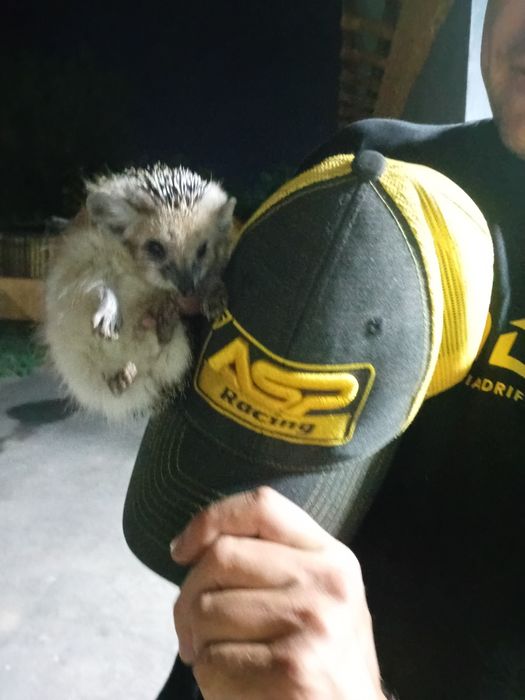 Ручной ёжик домашний