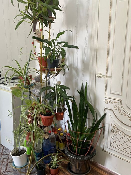 Комнатные растения