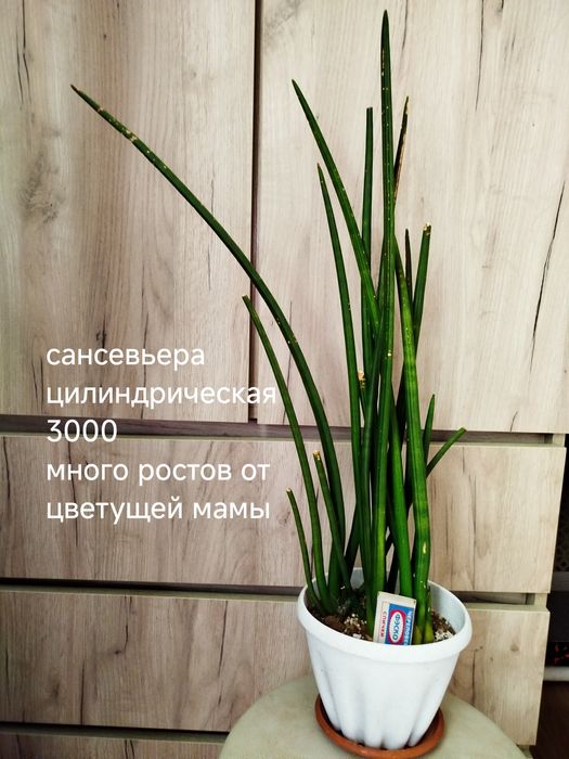 Комнатные  цветы