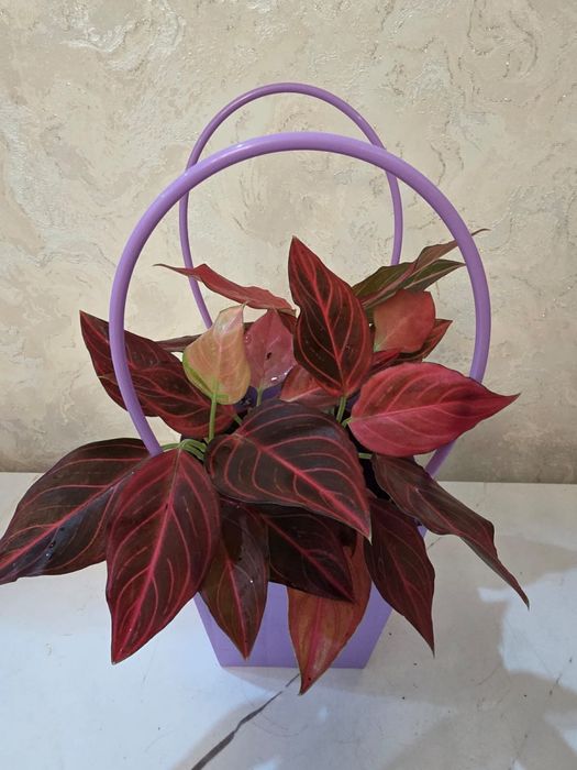 Цветы домашние аглонемы