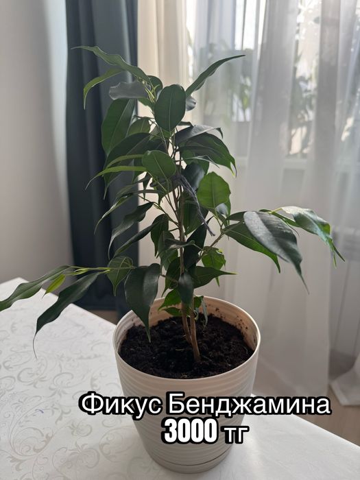 Комнатные домашние растения