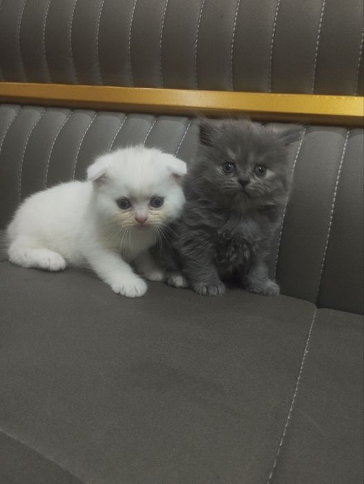 Продаются котята шотландские