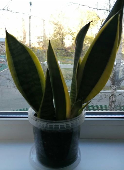 Продам комнатные цветы