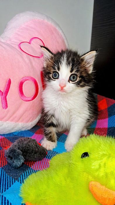 Котята ищут семью. Девочки