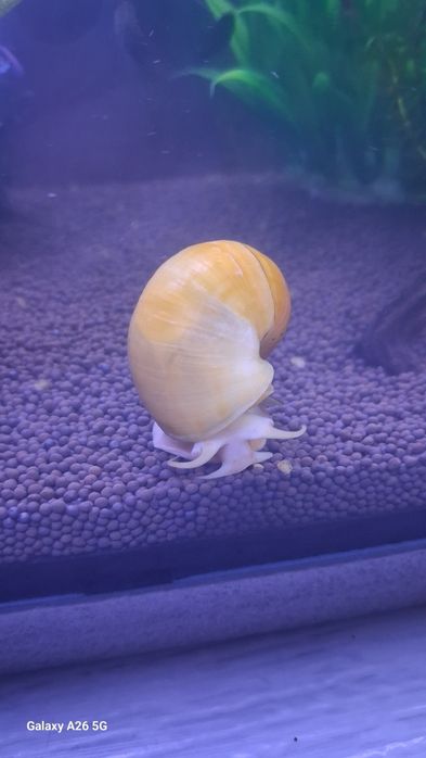 Улитки ампулярии