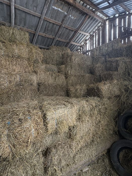 Vand baloti lucerna 20 de lei Negociabil