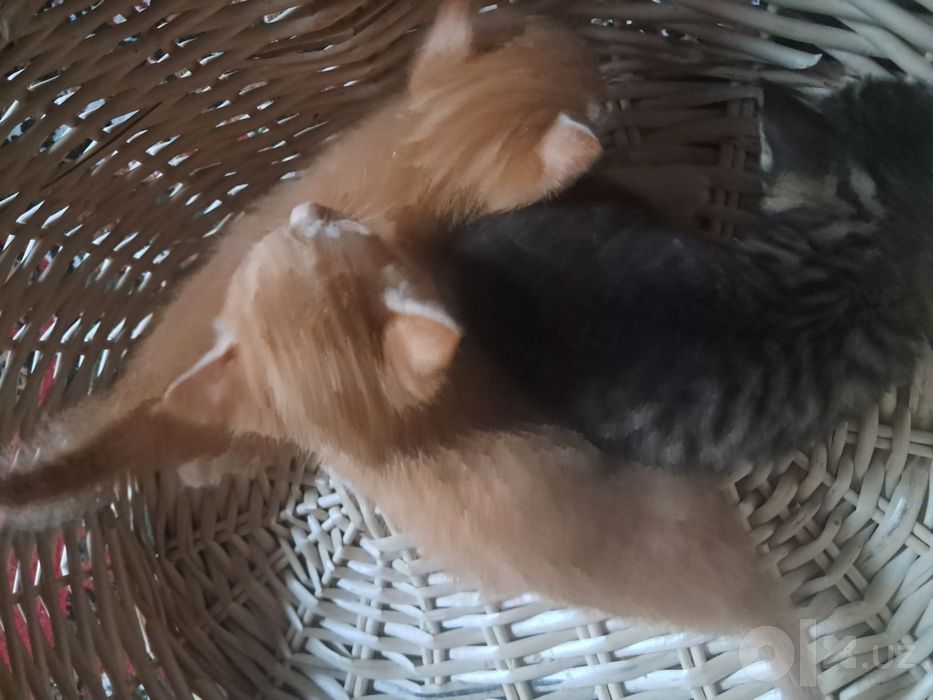 Котята турецкой Ангоры