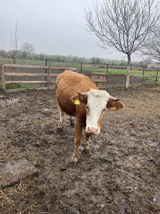 Vand vaca de 3 ani geatanta