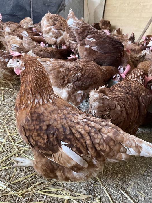 Gaini ouatoare Isa Brown, Mădârjac !