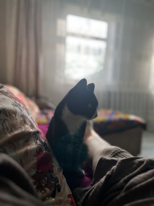 Пропал кот, позвоните