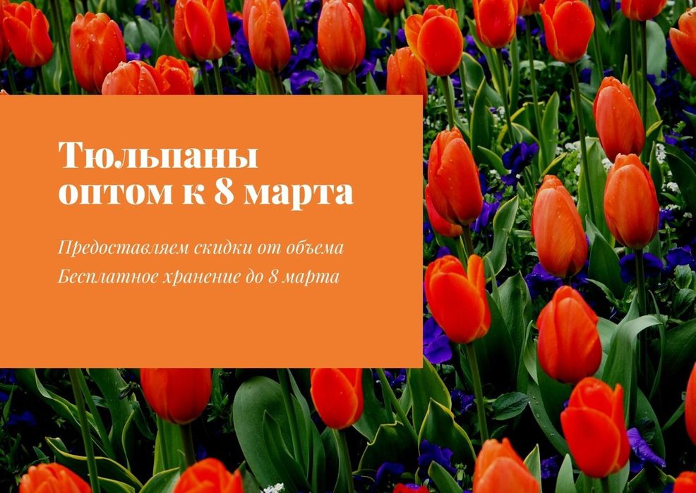 Тюльпаны оптом от 420 тенге