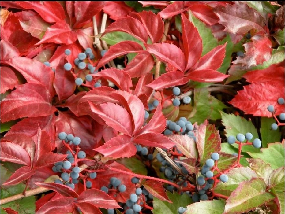 Manzarali gul Девичий виноград пятилисточковый