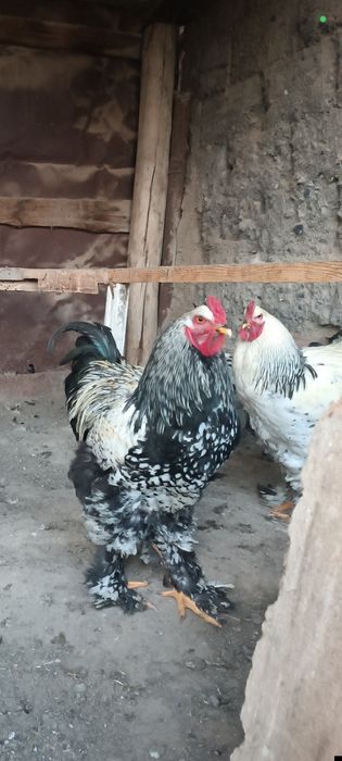 Брама әтеш,10 ай