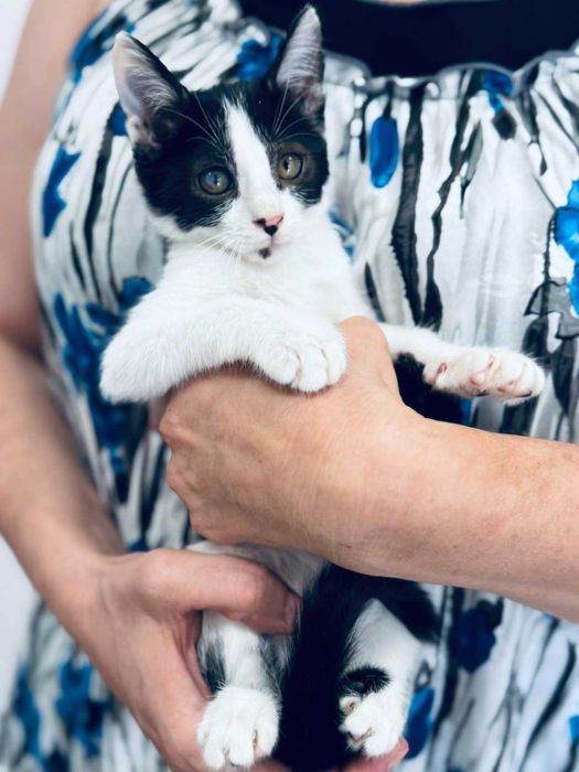 Малко коте момиче търси дом