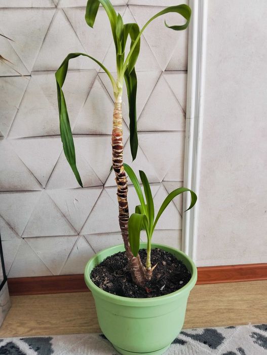 Цветы комнатные сансевиерия