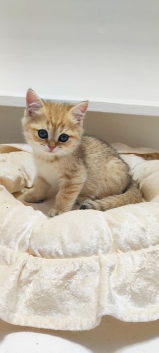 КоТики БриТансКие зоЛоТо