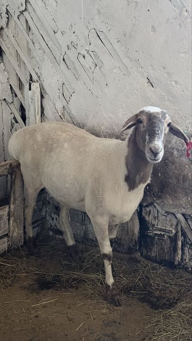 Продам барана. Откормленый