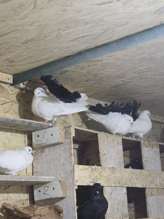 Продаю чернохвостых павлинов