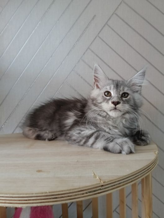 Продам котят Мейн куны