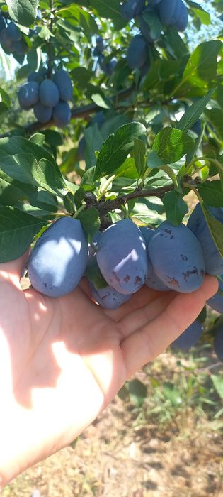 Vindem prune pentru țuică sau consum în cantități mari