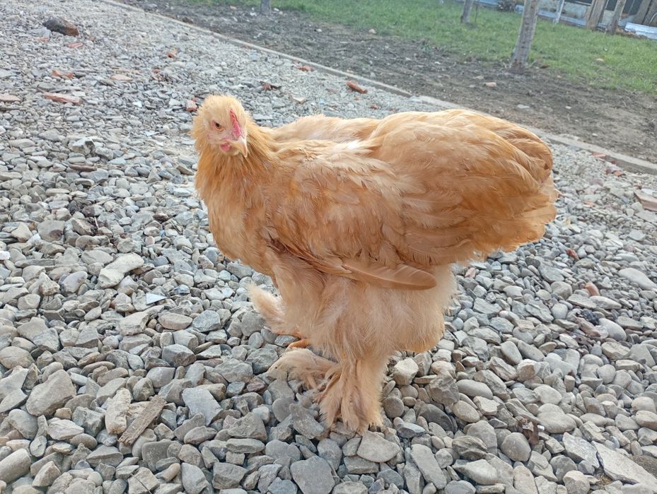 Cochinchina uriaș galben