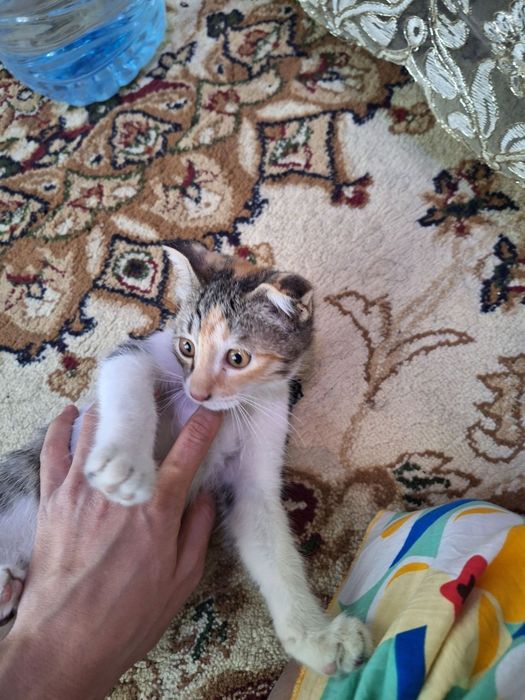 Отдам даром хороших руках