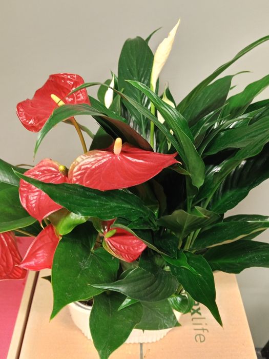 Комнатные растения