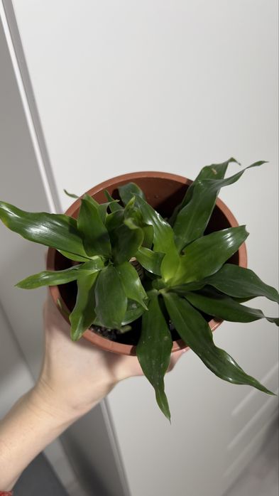 Продам Драцена Компакта