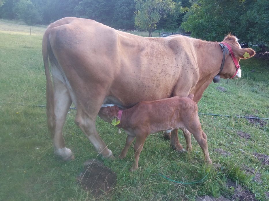 Vaca  cu vițică metiș