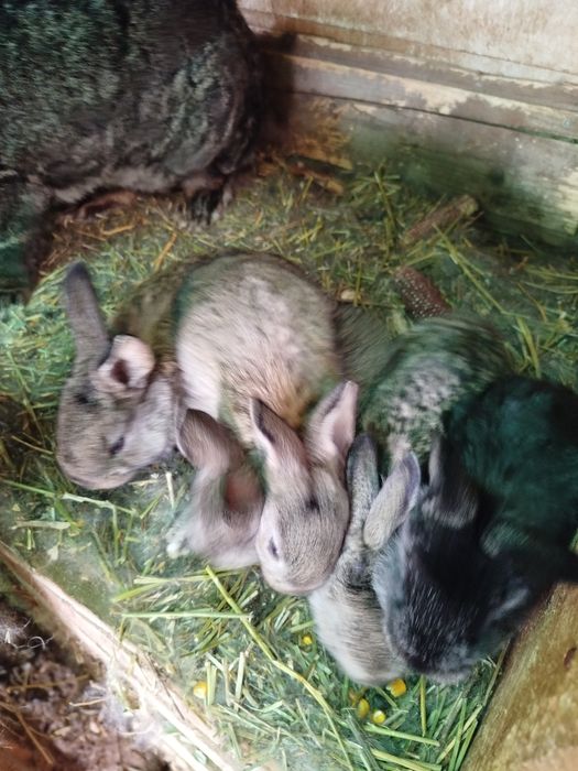 Iepurași de vânzare