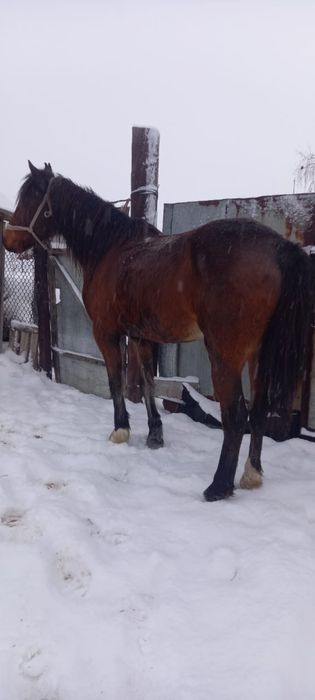 Ат сатылад, продается Конь