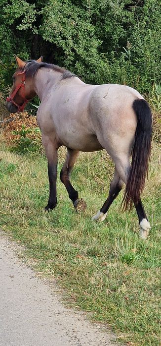 Mânză de vânzare un an jumate
