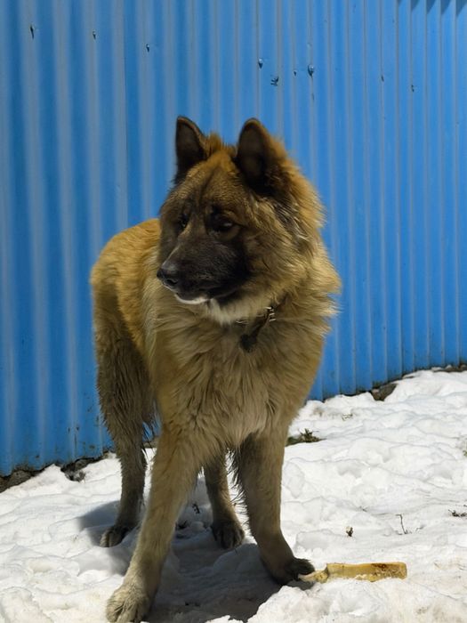 Помесь овчарки и лайки.
