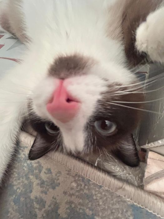 Отдам в хорошие руки кошку