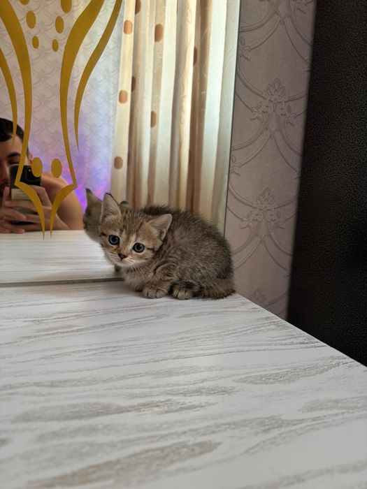 котенок 2,5 месяца,девочка