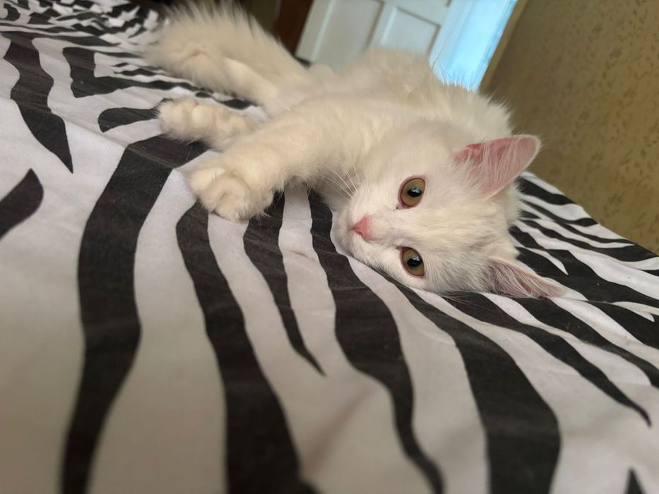 Кошка турецкая ангора
