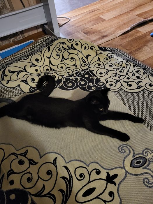 Черный котёнок ищет добрые руки