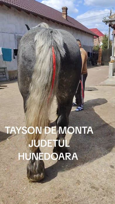 Harmasar Percheron adus din Franța