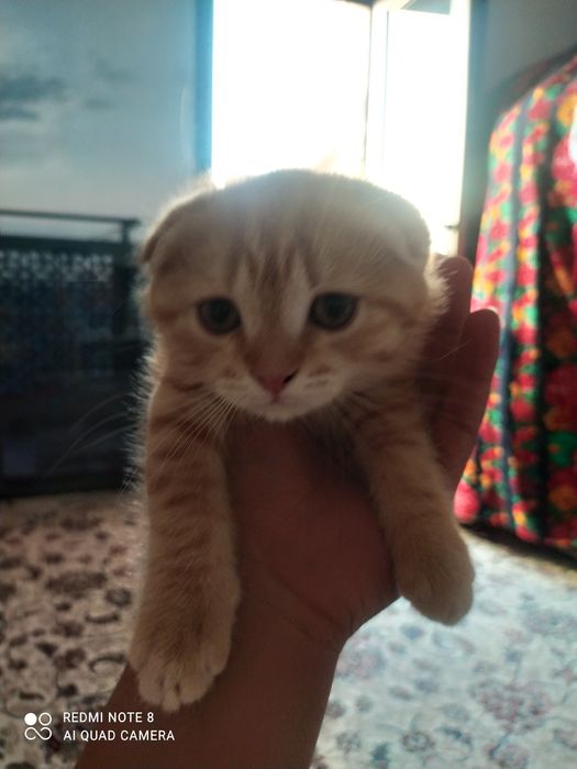 Mushik sotlad  zotdor