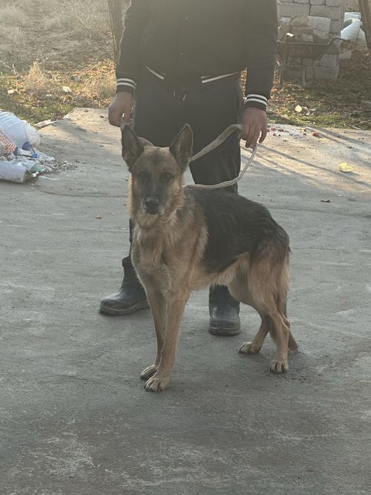 Ovcharka sotiladi toza qonli