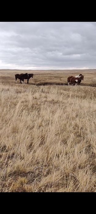 Тайлар сатылады еркек.