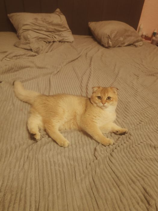 Плюша Шиншилла ny25