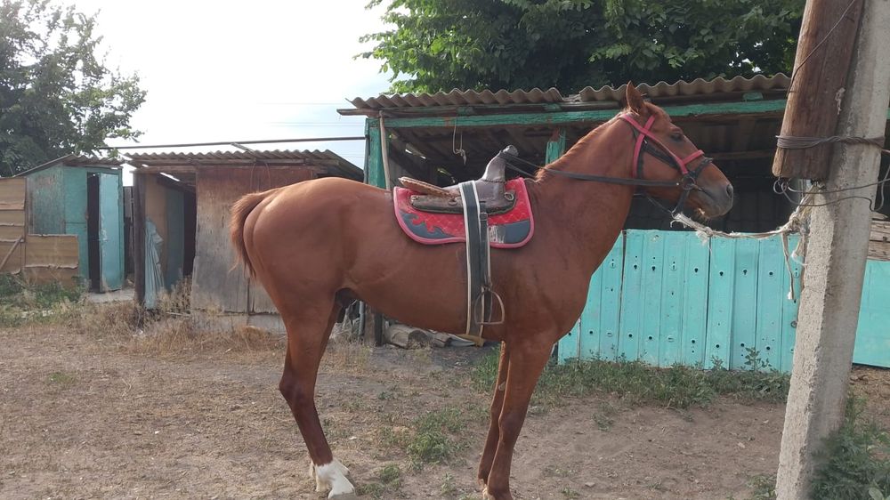 Бәйгеге шабатын Айғыр