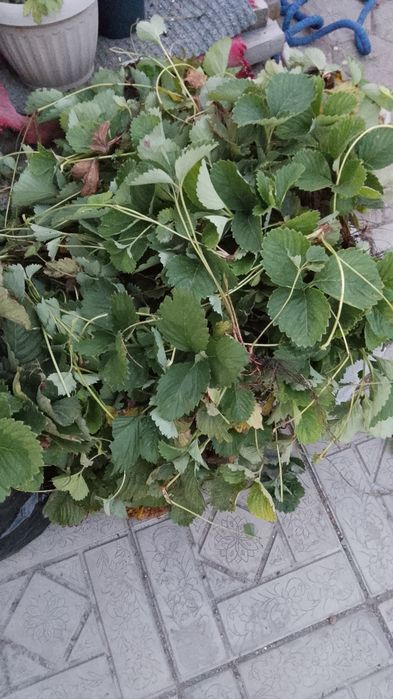Рассада одноразовой клубники