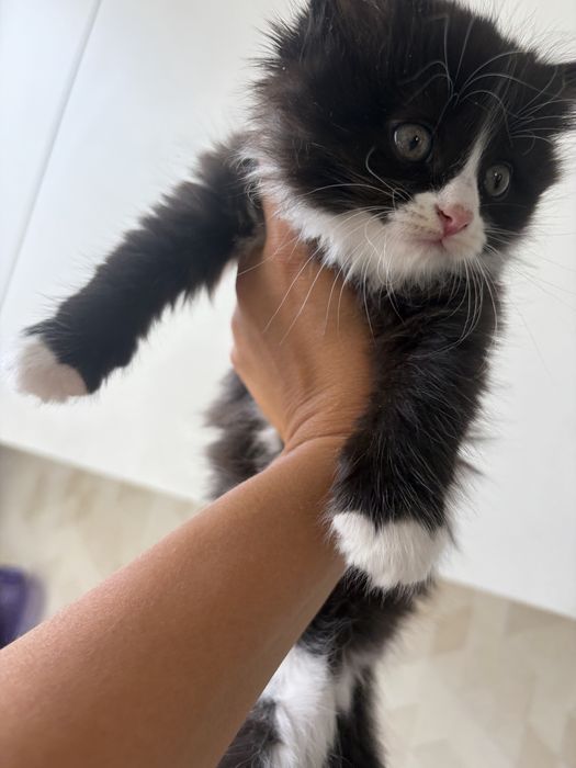 Отдаю котенка девочка, ласковая, любит детей