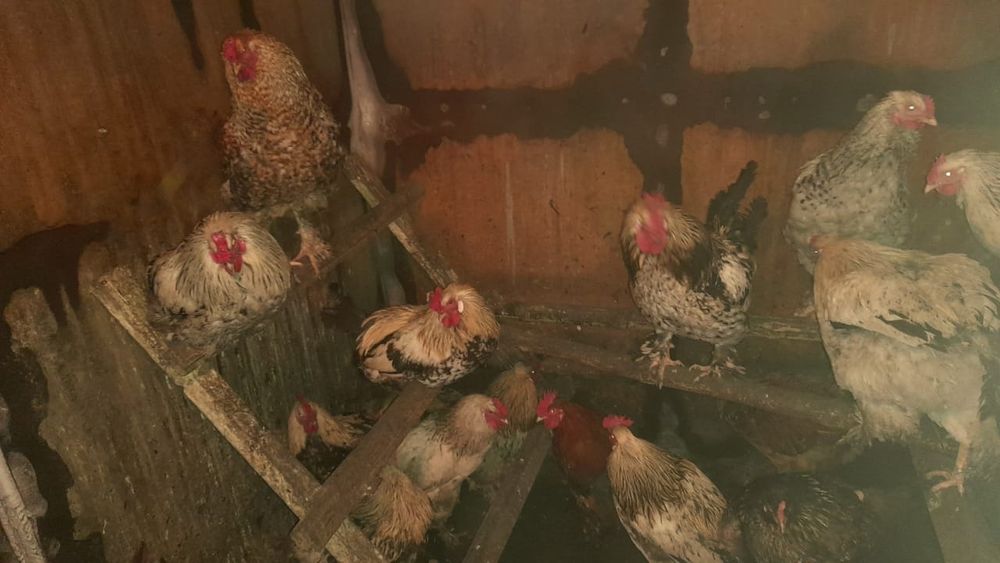 Продам домашних петухов майских