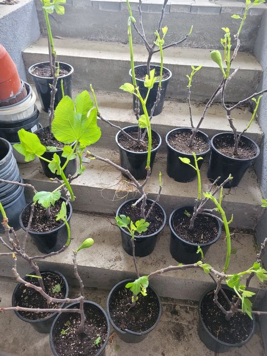 Smochin Verde de munte