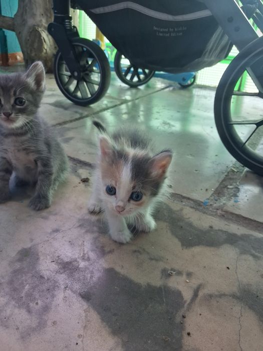 Отдам котёнков даром